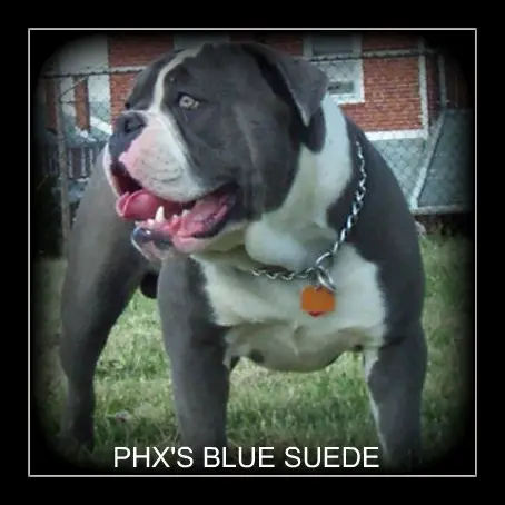 PHX's Blue Suede