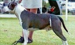 Attomoy Arctic Blaze