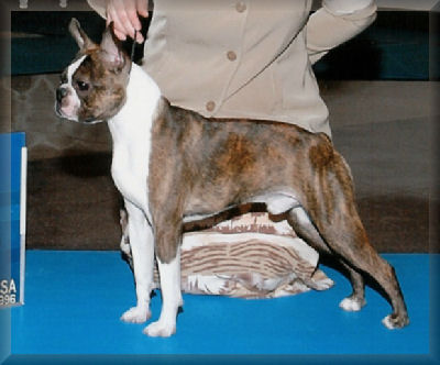 Burling'S Red Baron For Brio Rn