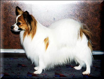 INT,BALT,EST,LV,LT, Scandyline Bouton D'Or