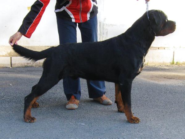 J.CH.RUS,CH.RUS Nils s Berega Turi