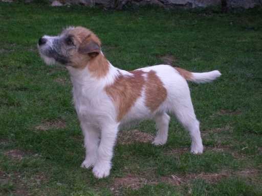 Pretorium Im just Elvis