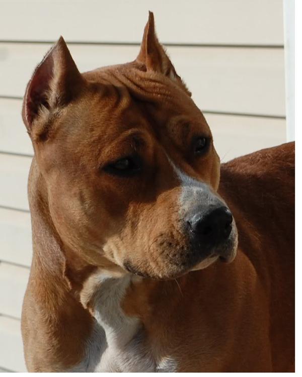 CH Michl R Brown Sugar Baby