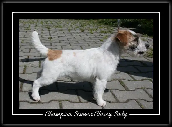 CACIB 4X CAC 6X Lemosa Classy Lady