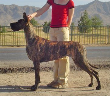 CH SisCo's Caterpillar Girl