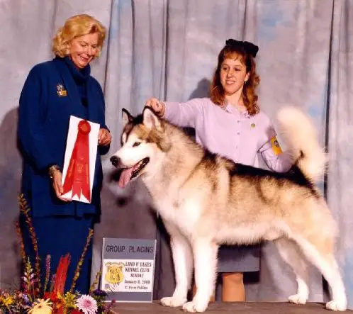 BIS BISS AM/CAN CH Storm Kloud's Corner The Market